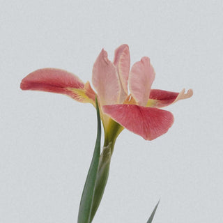 chronic pain knotted rope for dyspareunia