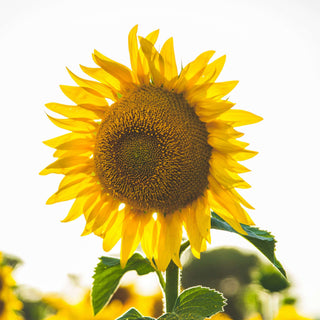 endometriosis woman sitting on bed