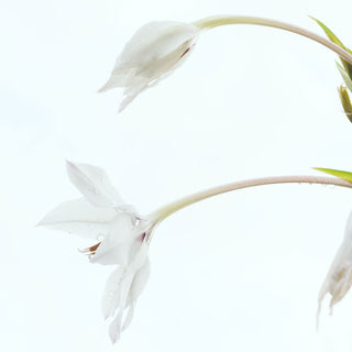 Vaginal Infections and Vaginitis white flower on white background