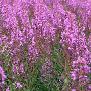 Menopause field of purple flowers