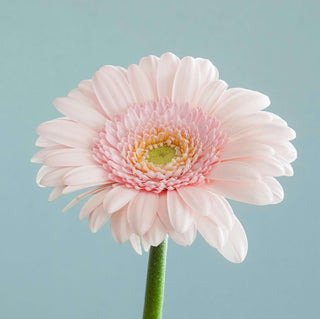 Vaginal Atrophy square image of flowers on a branch